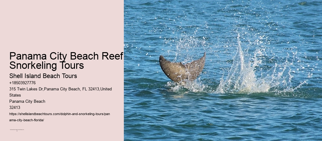 Snorkeling Tours From Panama City Beach